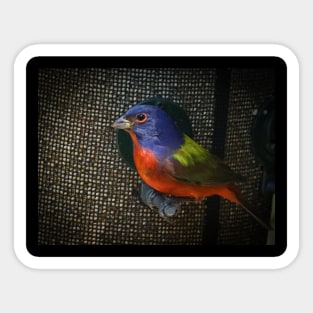 Painted Bunting Sticker